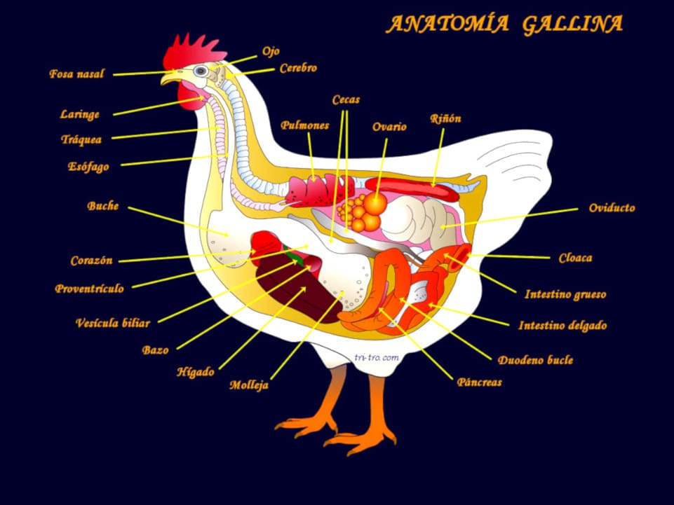 Actualizar 100+ imagen partes del pollo anatomia
