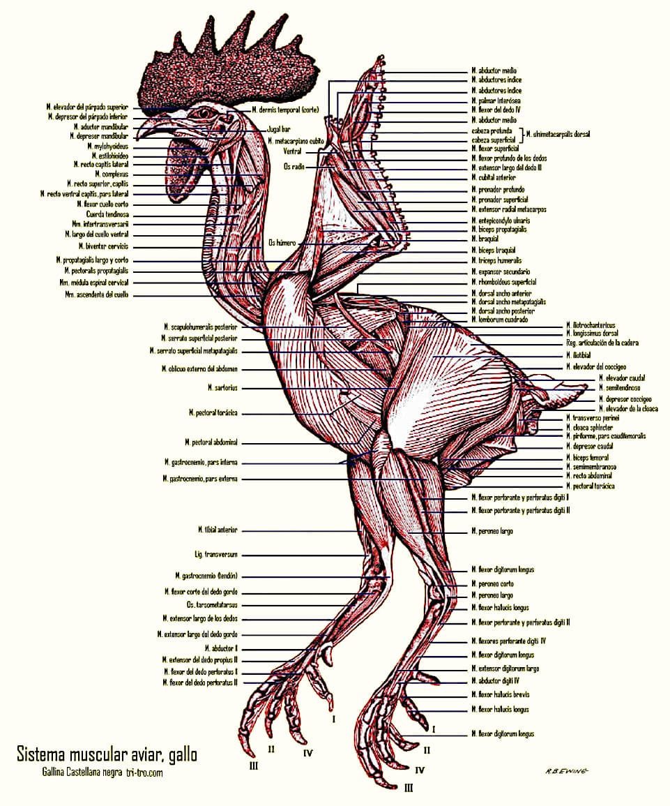 Особенности расположения строения и работы мышц птиц