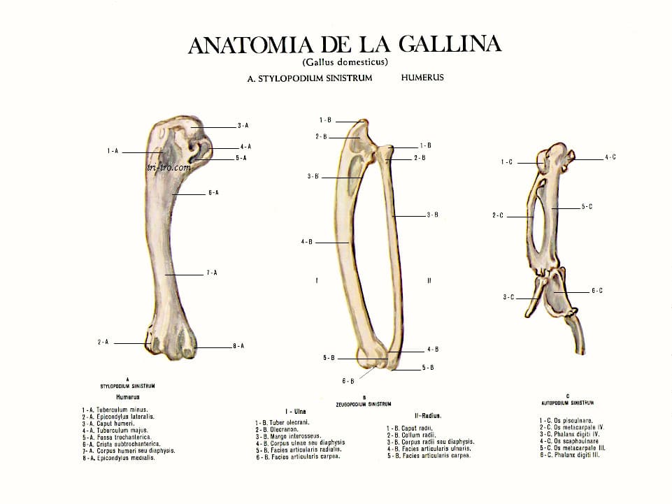 Gallina Castellana Negra: Esqueleto Gallina Sus Partes