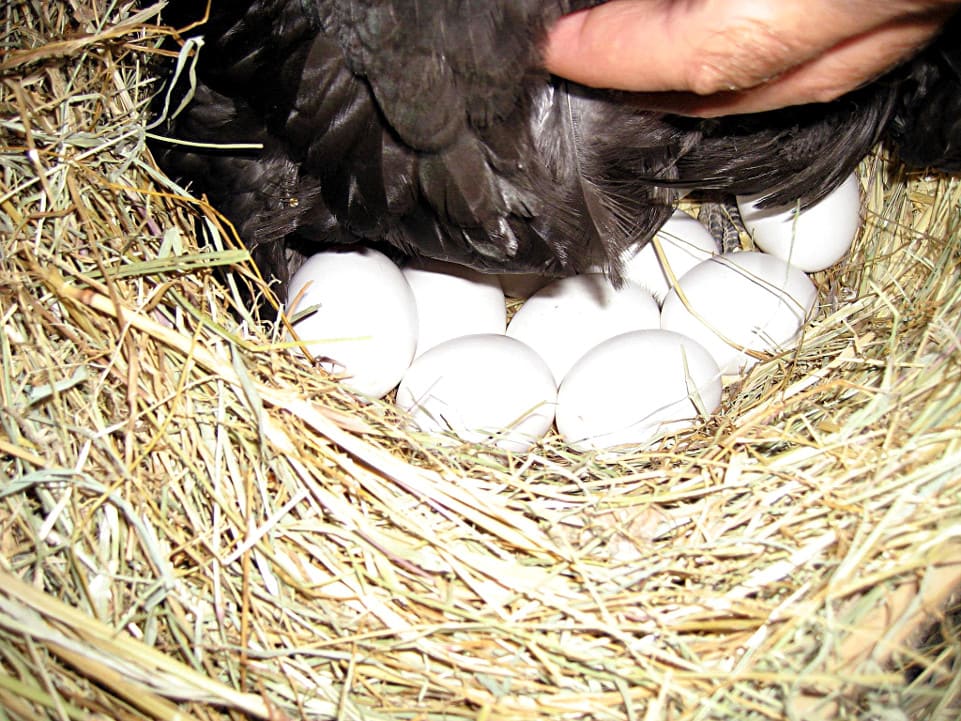 Huevos de anidación/Marrón/modelo de entrenamiento falsos huevos para la colocación de pollos gallinas para incubar 