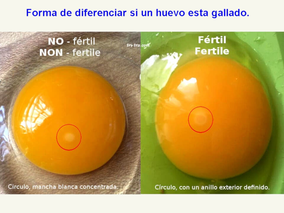 grieta presumir Correctamente Gallina Castellana Negra: Nuestros Huevos Fértiles, Como Enviarlos.