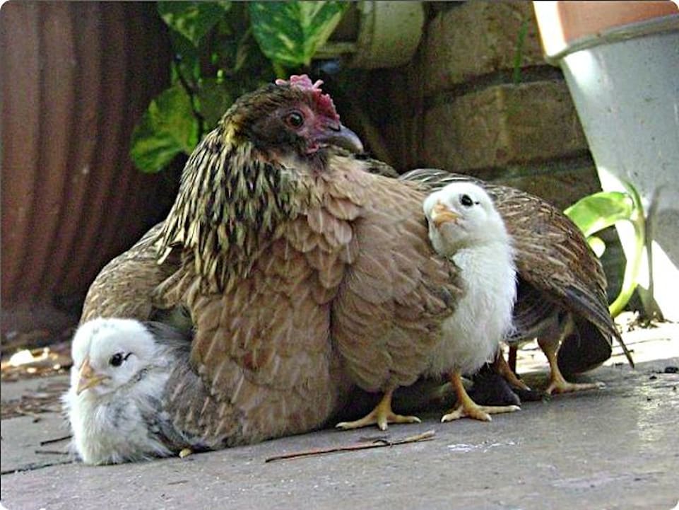 Насколько глупые. Наседка с цыплятами. Куры тупые. Цыплята под крылом курицы.
