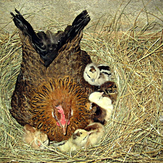 Сколько дней высиживают куры. Курочка высиживает яйца. Наседка курица высиживает. Курица высиживает цыплят. Курочка в гнезде.