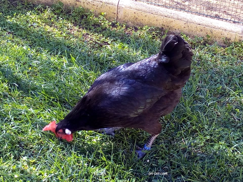 Gallina Castellana reproductora