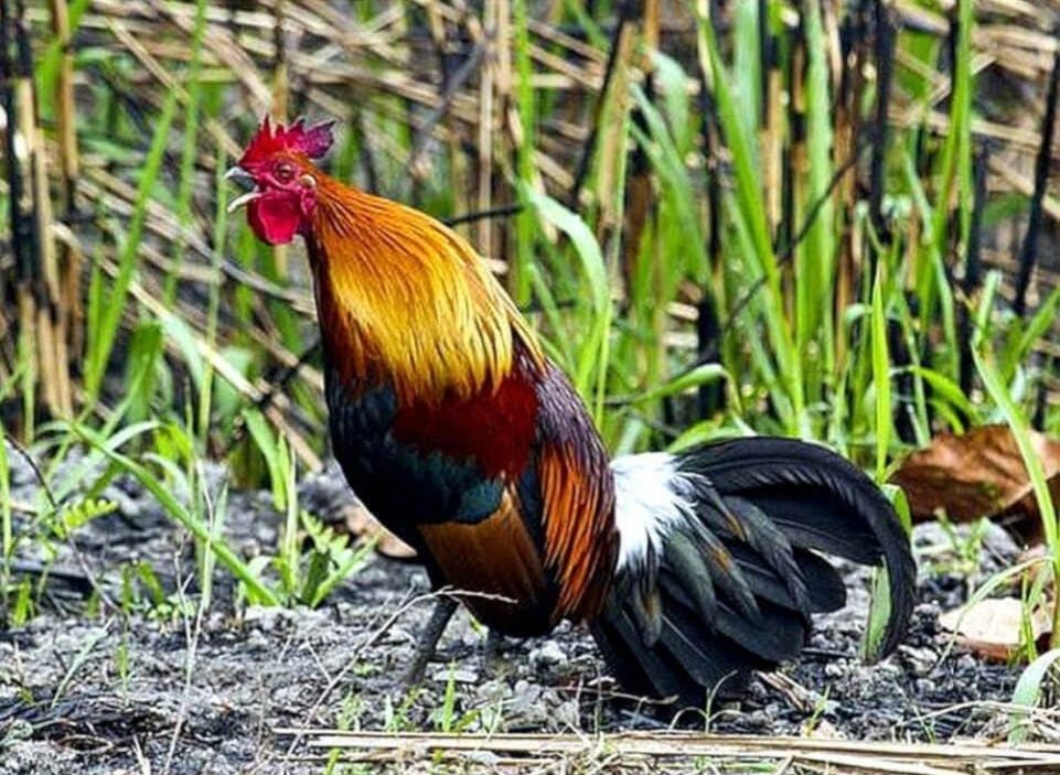 Foto Gallus gallus cantando © K K Dwivedi. Kaziranga NP, Assam, India, 2012
