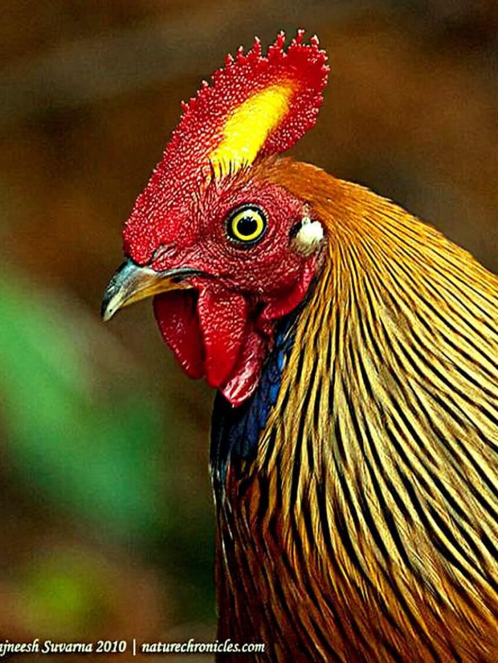 Gallo Lafayetii © Rajneesh Suvarna, Cabeza, Sri Lanka, India. 31 Octubre 2010.