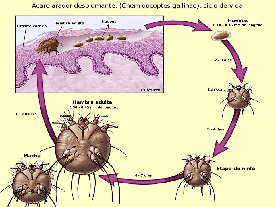 Ácaro arador desplumante, (Cnemidocoptes gallinae) ciclo de vida.