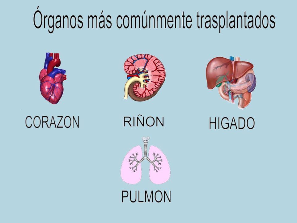 Órganos más comunes trasplantados