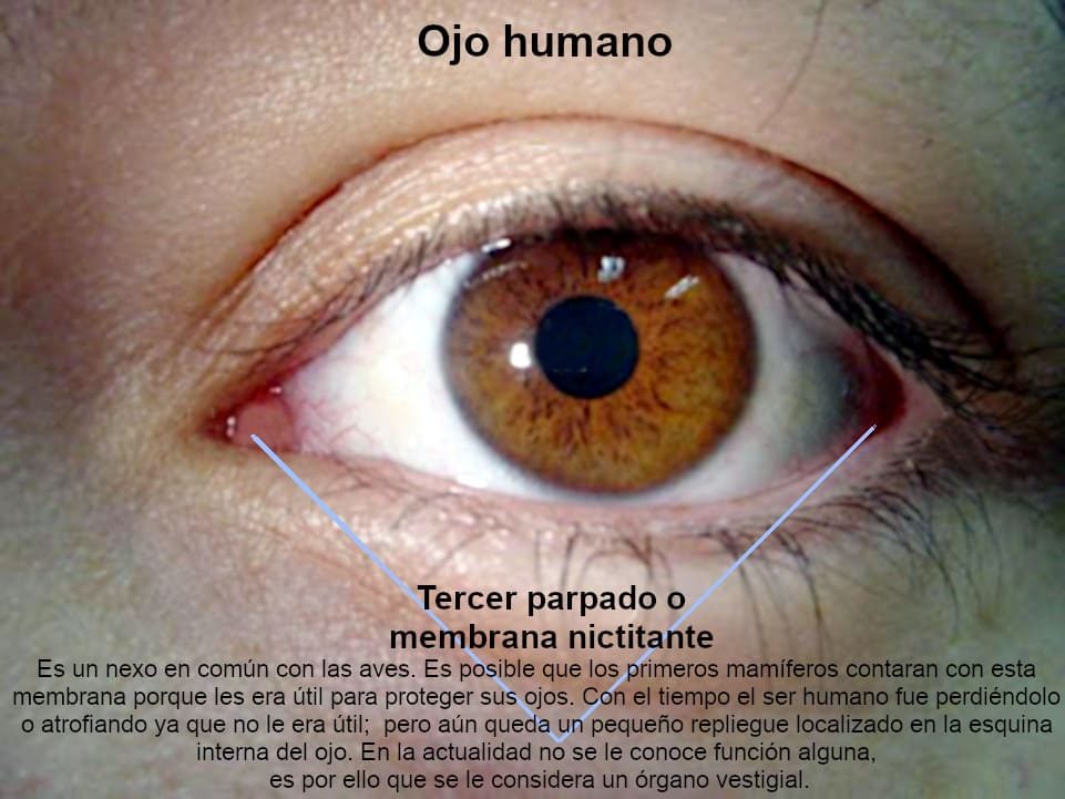 Anatomía de superficie del ojo.