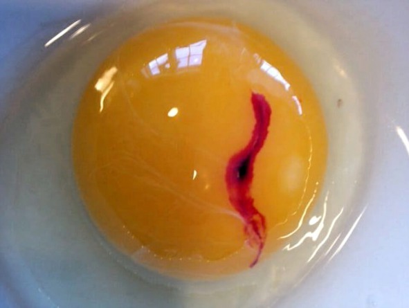 Huevo con partículas dentro de la yema, desechamos.