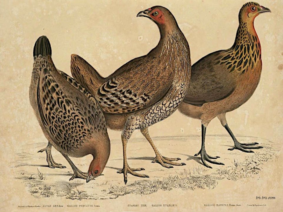 Las gallinas ancestras, que dan origen al gallus domesticus: 1. Javan Hen, Gallus furcatus; 2. Lord Stanley's Hen, Gallus Stanleyi; 3. Bank's Hen, Gallus Bankiva.