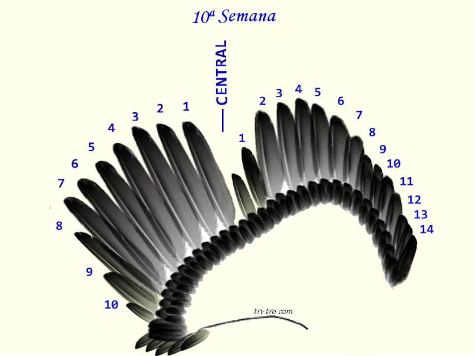 10 ª Semana