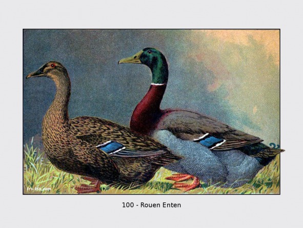 100 - Rouen Enten pato.