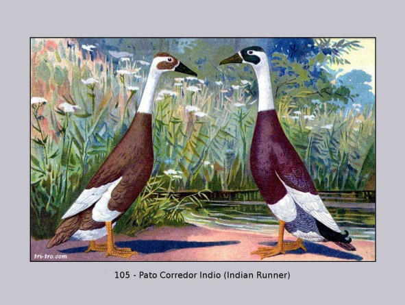 105 - Corredores de la India pato.