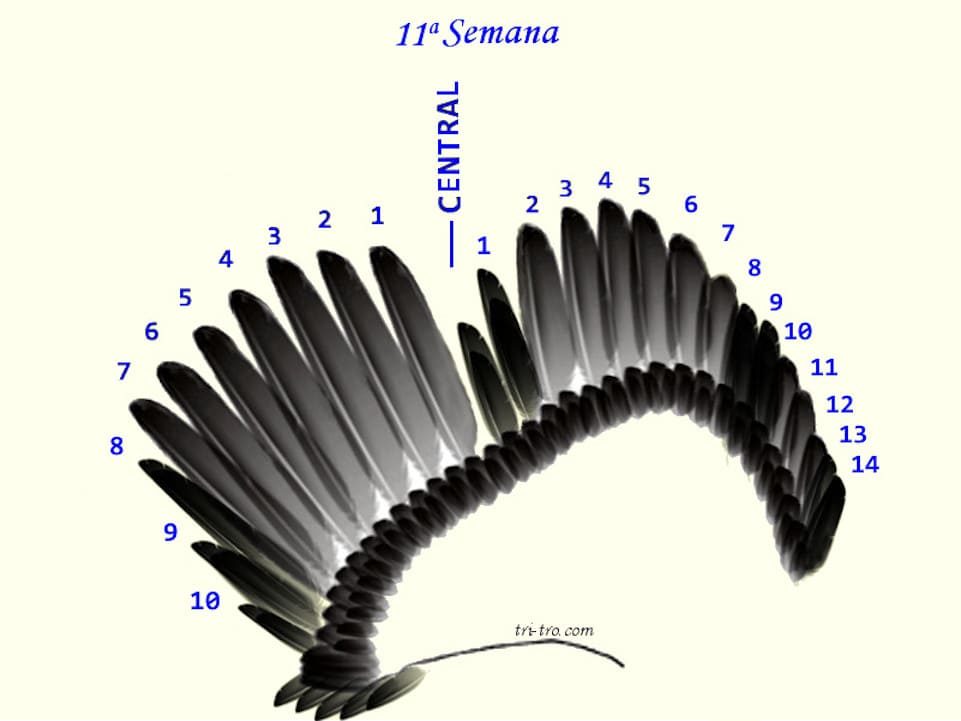 11 ª Semana
