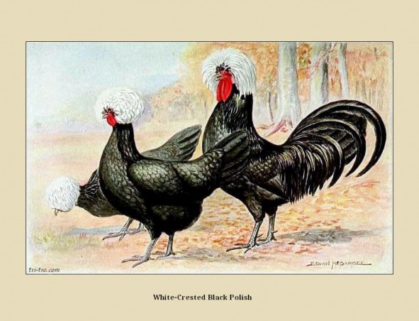 13 - Polaco negro con cresta blanca