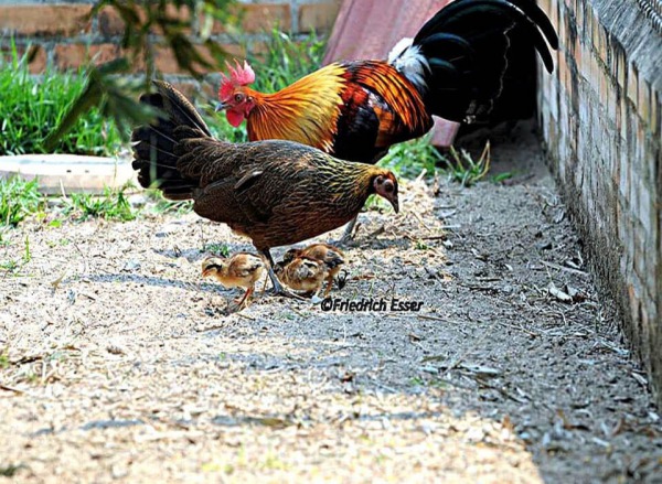 Pareja Gallus Bankiva con sus pollos © Friedrich Esser.