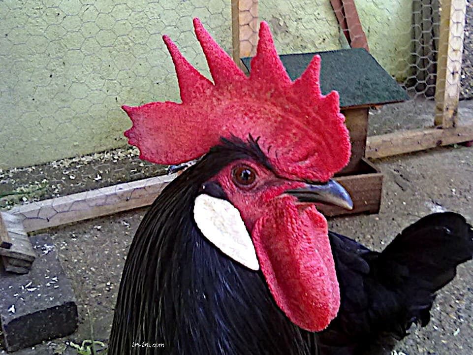 Gallo Castellano negro cara