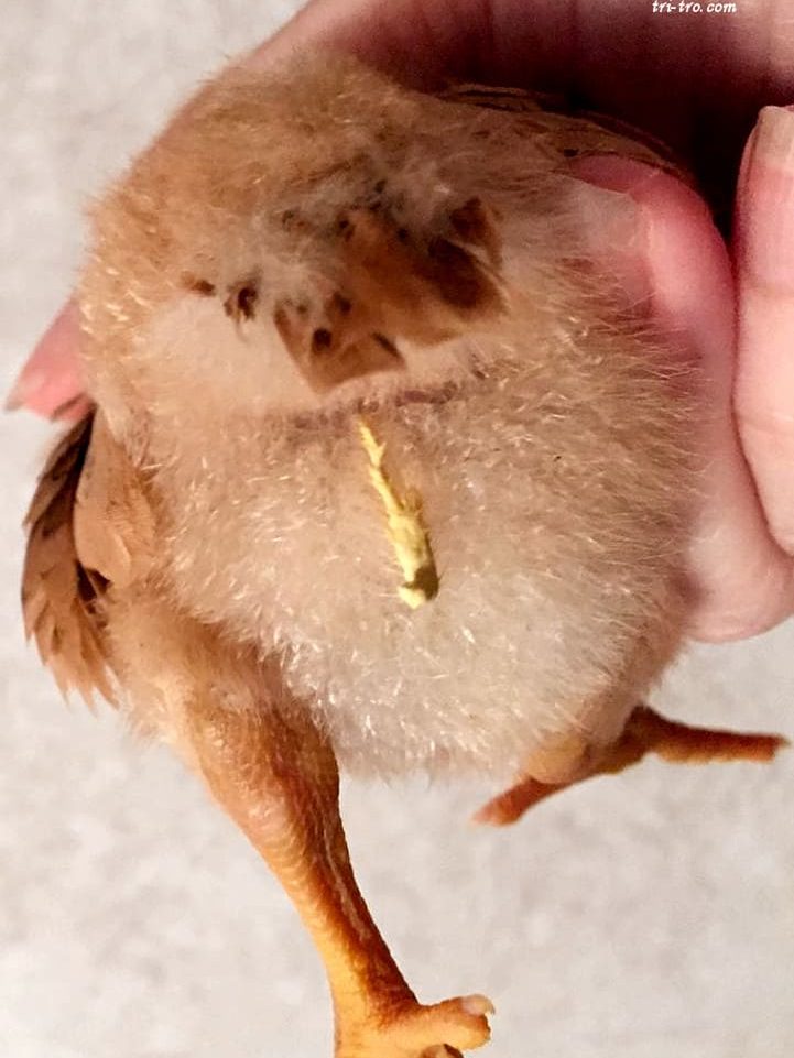 Pullorosis o Diarrea blanca bacilar en pollito.