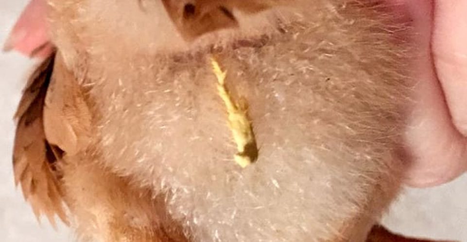 Pullorosis o Diarrea blanca bacilar en pollito.
