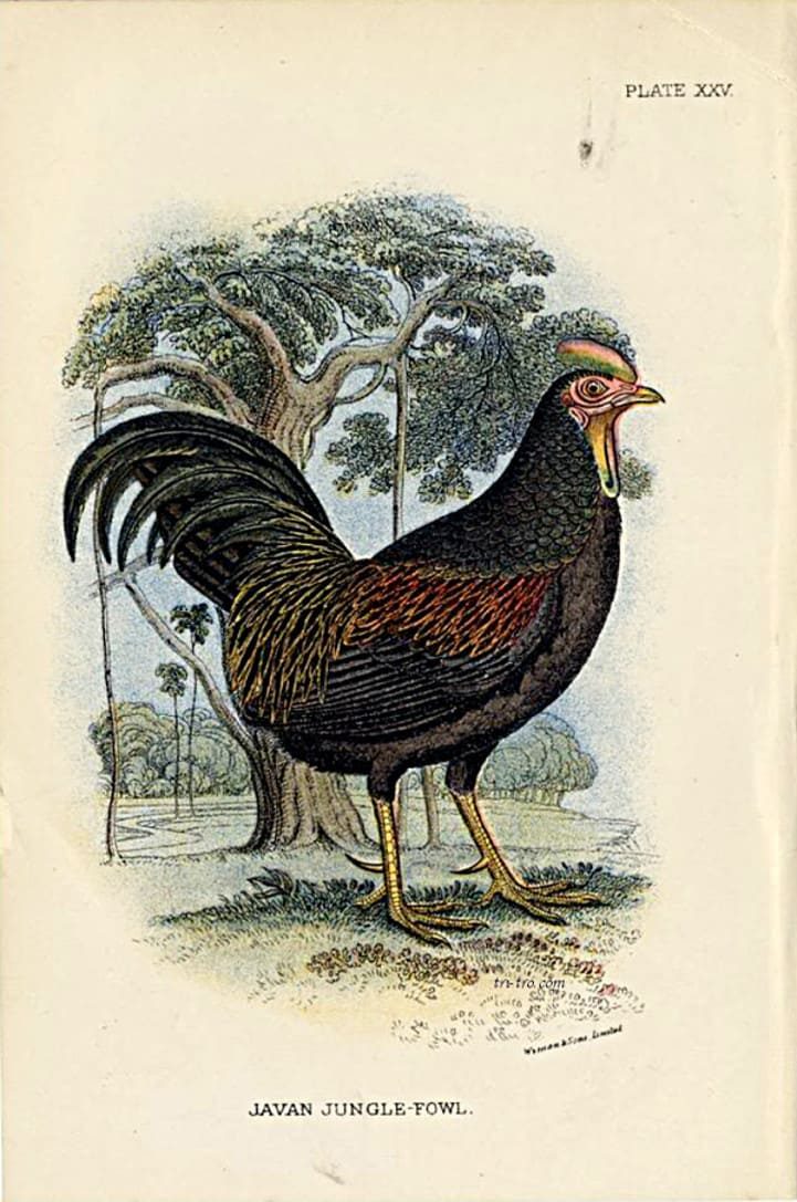 Gallus Varius 1896 finely detailed print Chromolithograph.