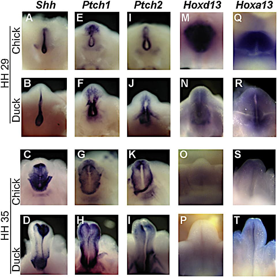 2 Análisis comparativo de la expresión génica en el desarrollo de genitales externos de embriones de pollo y pato.