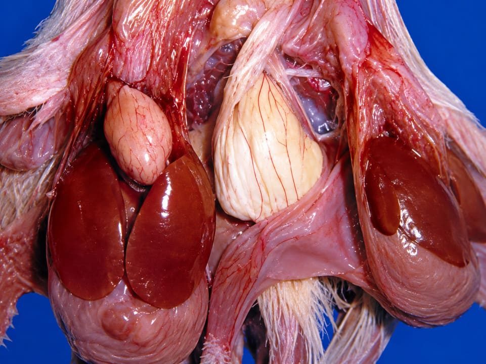2. Pericardite produzida por Salmonella enteritidis