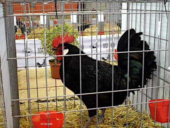 Gallo Castellano negro Vegadeo 2012