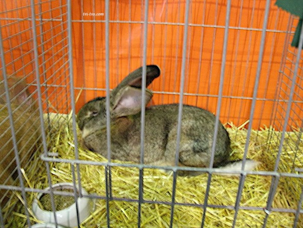 Vegadeo 2012 conejos