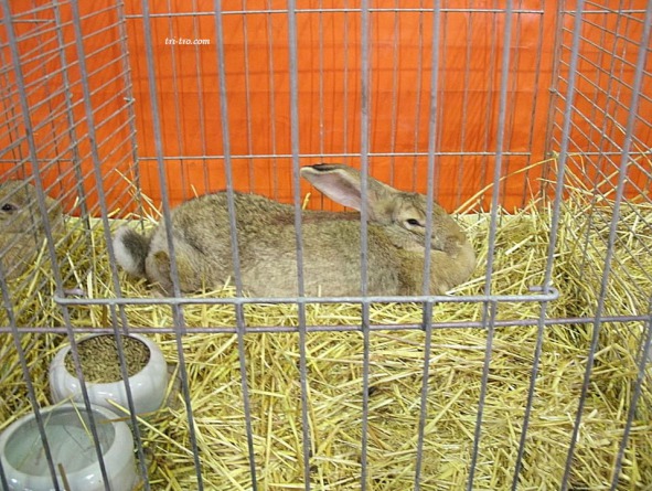Vegadeo 2012 conejos