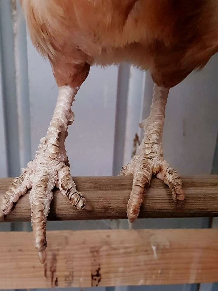Sarna de las patas en gallina
