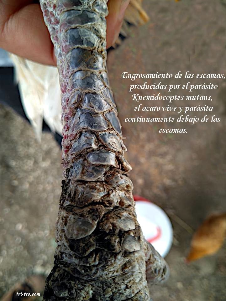 Engrosamiento de las escamas de un gallo, por el parásito Knemidocoptes mutans