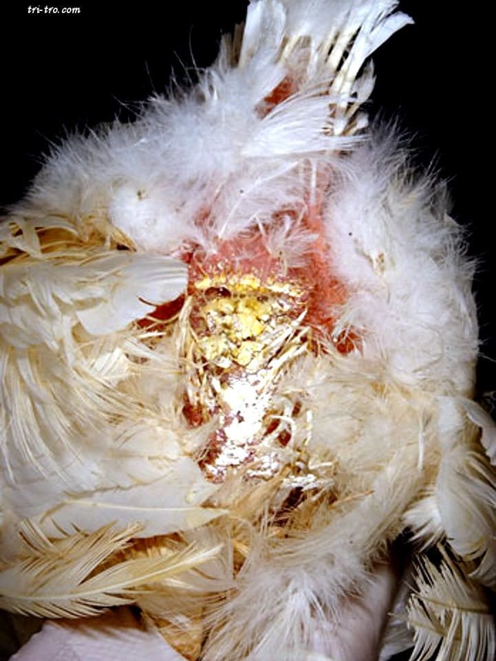 Diarrea blanca bacilar en gallina