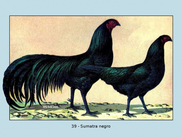 39-Sumatra negro