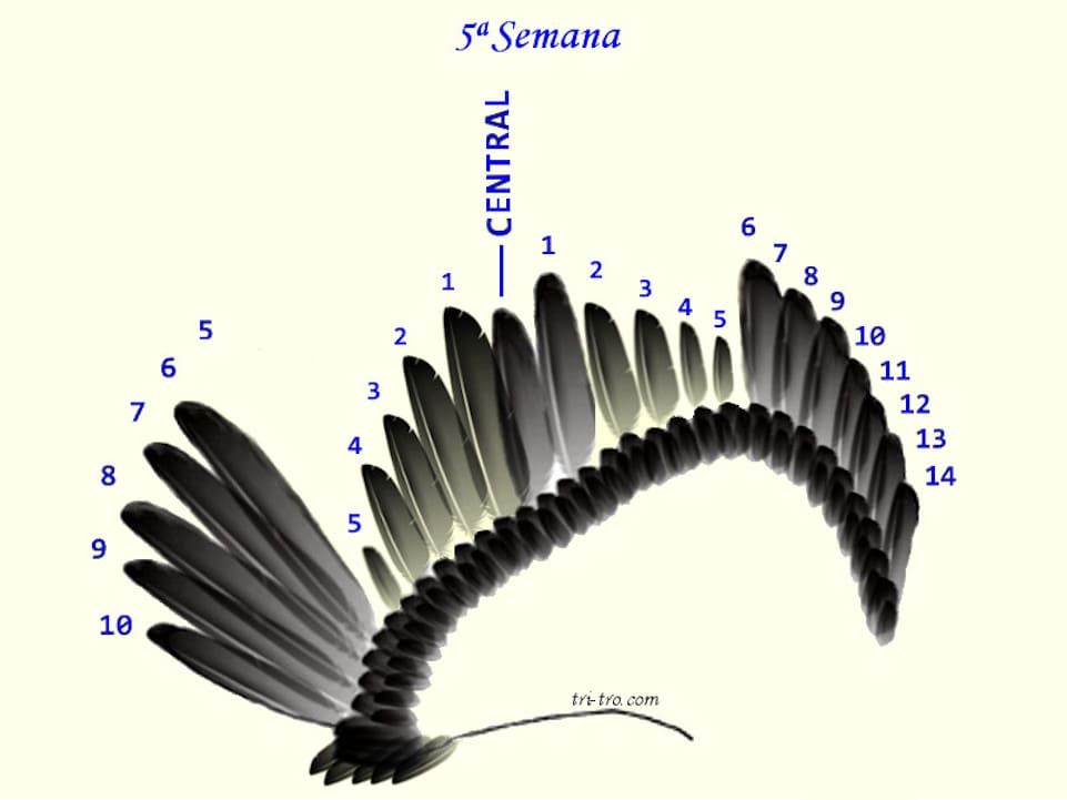 5 ª Semana