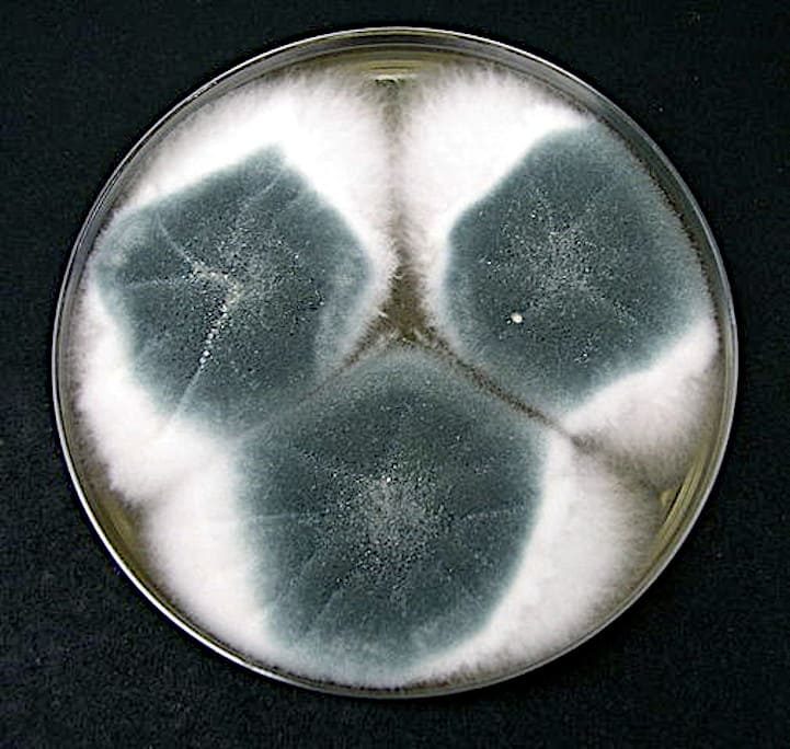 Cultivo de Aspergillus fumigatus. Foto: Dr. David Midgley