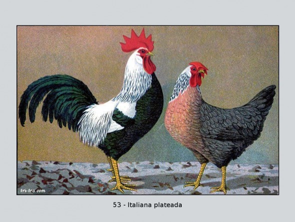 53-Italiana plateada