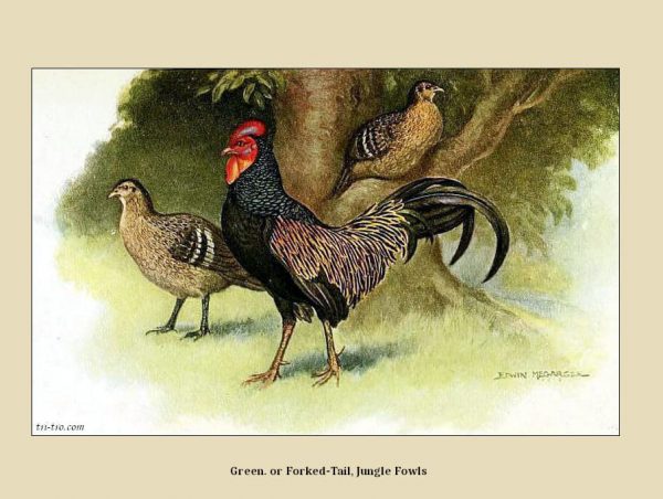 56 - Gallus Varius, Jungle fowls