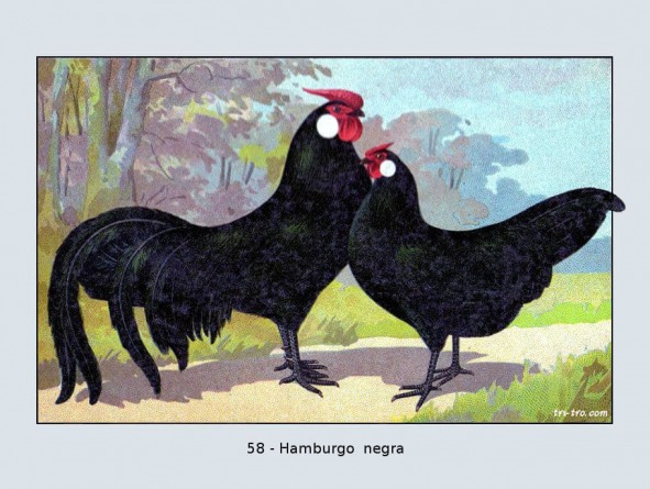 58 - Hamburgo negra