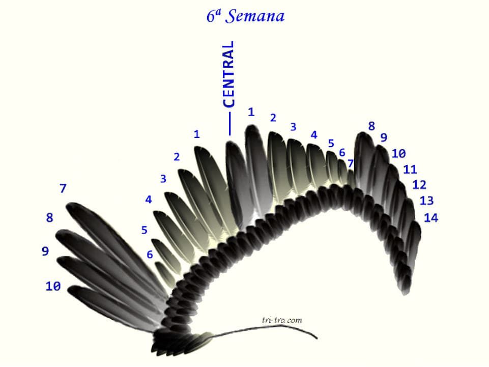 6 ª Semana