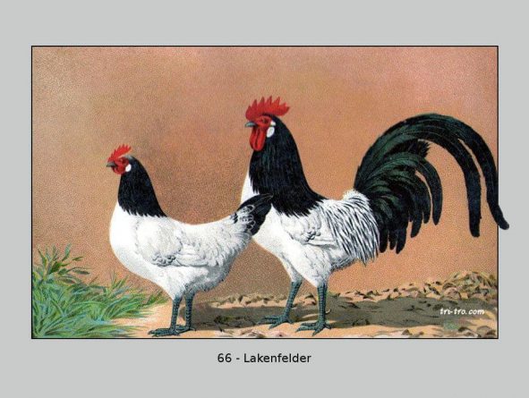 66-Lakenfelder