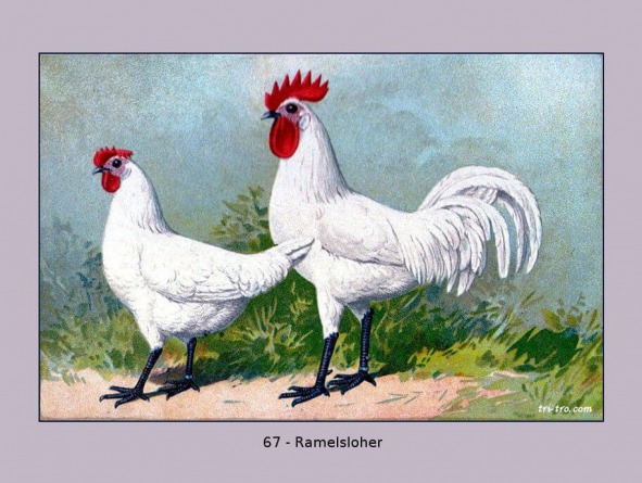 67-Ramelsloher