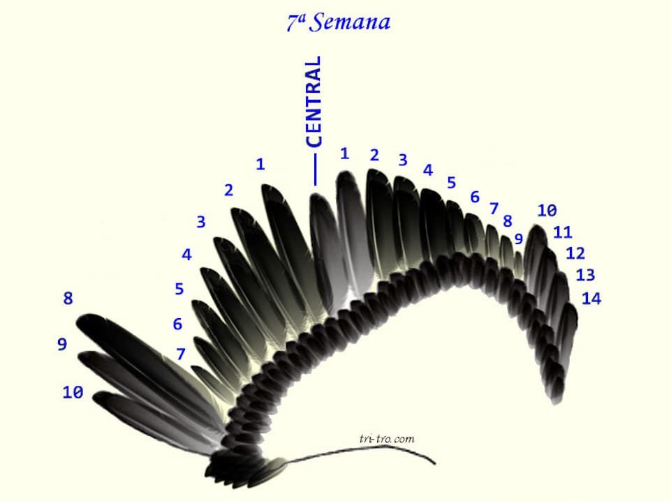 7 ª Semana