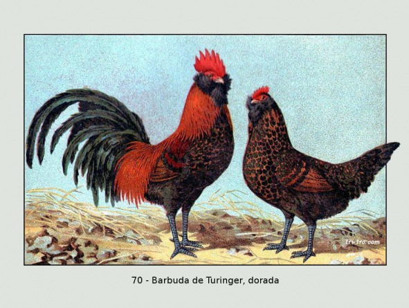 70-Barbuda de Turinger dorada
