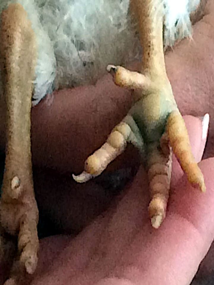 Lesión de hematoma en pata