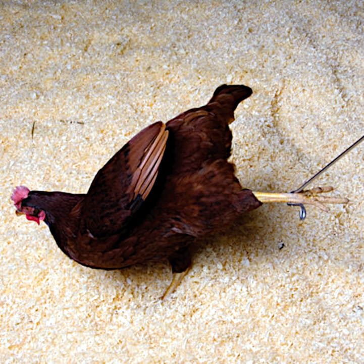 Manera de coger una gallina