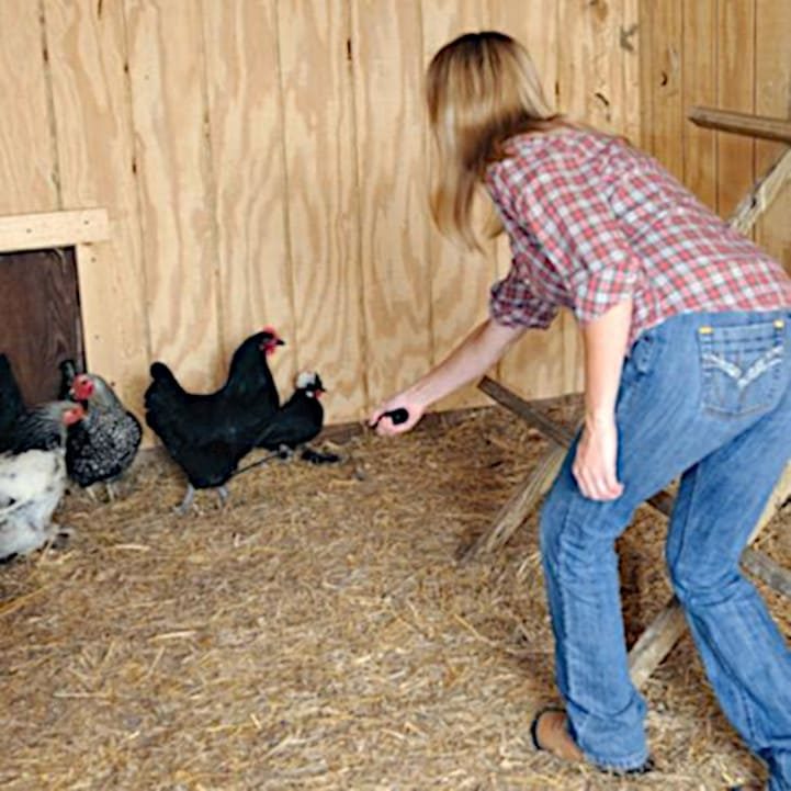 Como coger una gallina