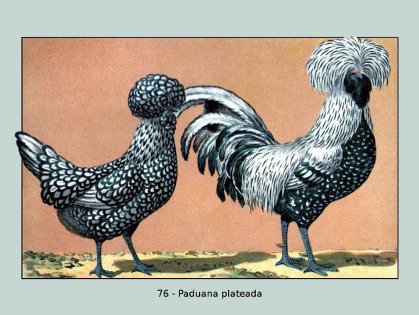 76-Paduana plateada
