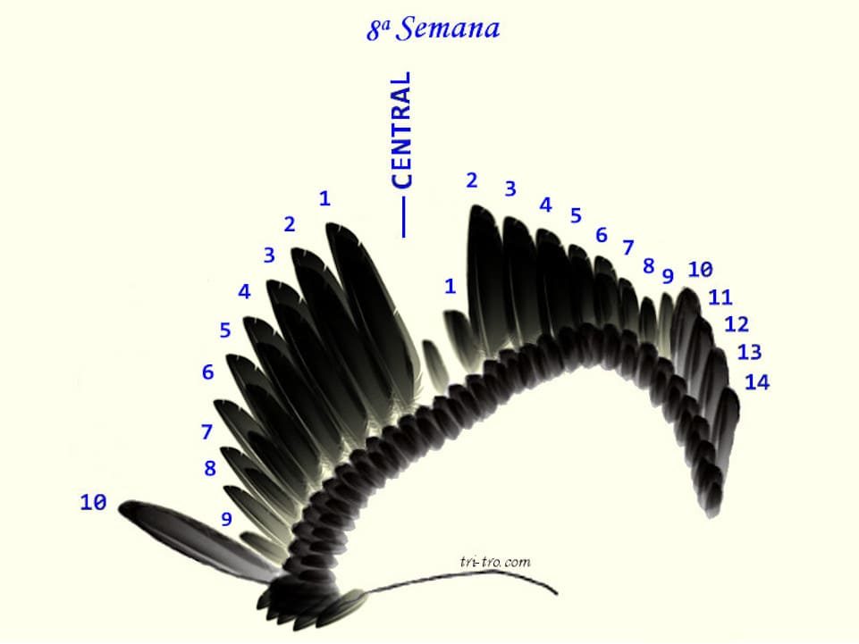 8 ª Semana