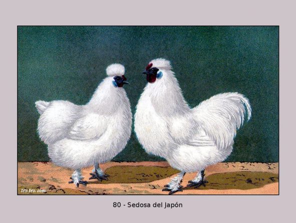 80-Sedosa del Japón